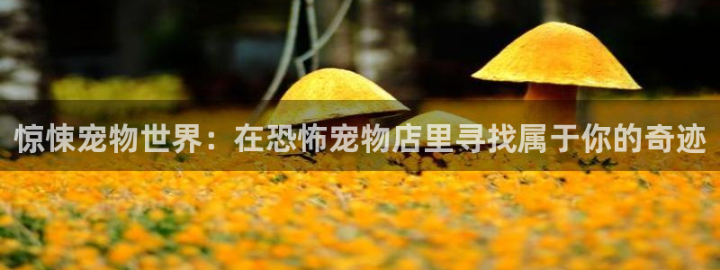 梦天堂动漫：惊悚宠物世界：在恐怖宠物店里寻找属于你的奇迹